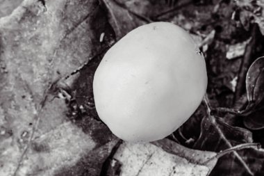 Ormanda beyaz mantar