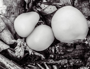 Ağaçtaki bir kuşun beyaz yumurtaları..