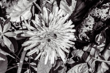 Bahçede beyaz çiçekler