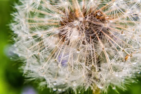 Bahçedeki güzel çiçek