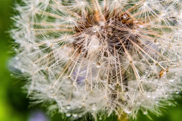Yaklaş - güzel bir karahindiba çiçeğine