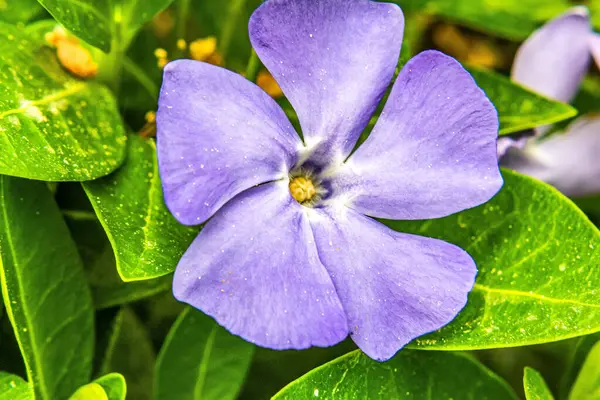 Parkta mavi ve mor çiçekler