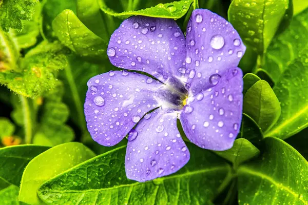 Su damlalı mavi ve mor çiçek