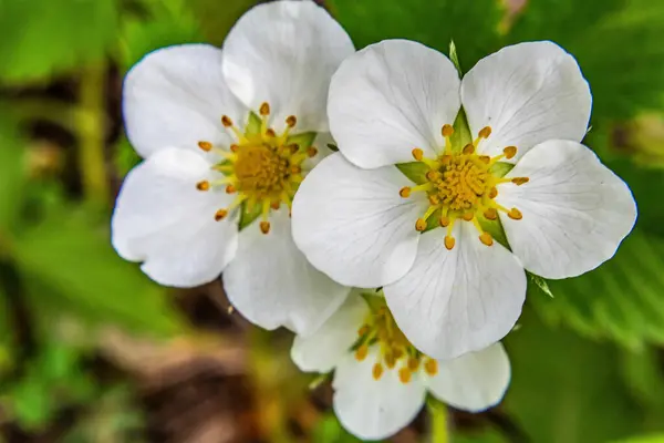 Ormanda beyaz çiçekler