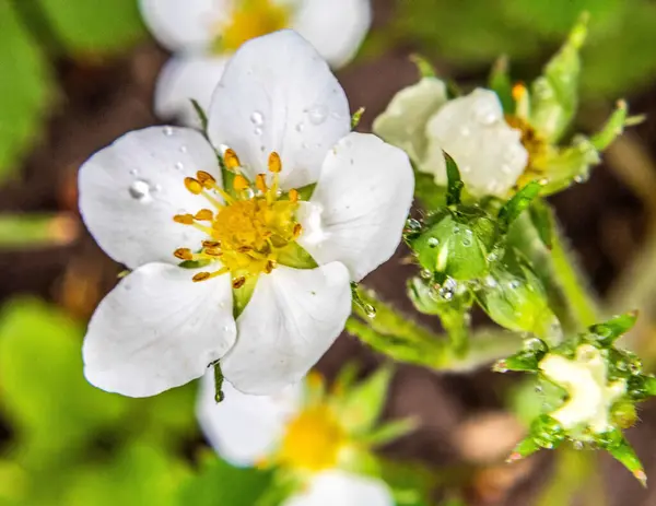 Bahçedeki güzel çiçekler