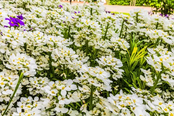 Bahçedeki güzel çiçekler