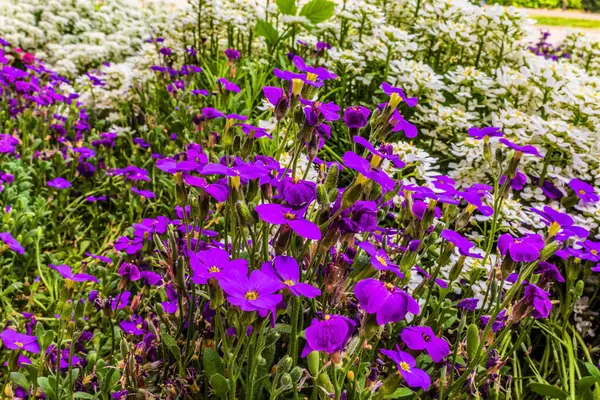 Güzel mor ve beyaz çiçekler