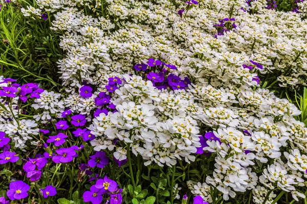 Bahçedeki güzel çiçekler