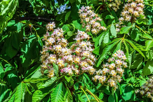 Bahçedeki güzel çiçekler