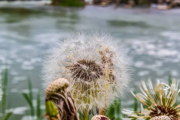 Yeşil çim arka planda karahindiba