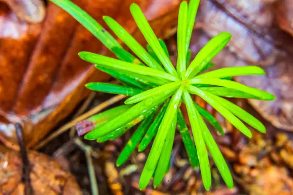 Ormandaki yeşil yosunları kapatın.
