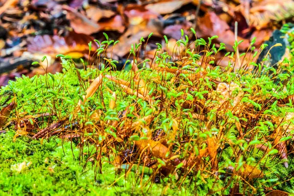 Sonbahar yaprakları, sonbahar bitkileri