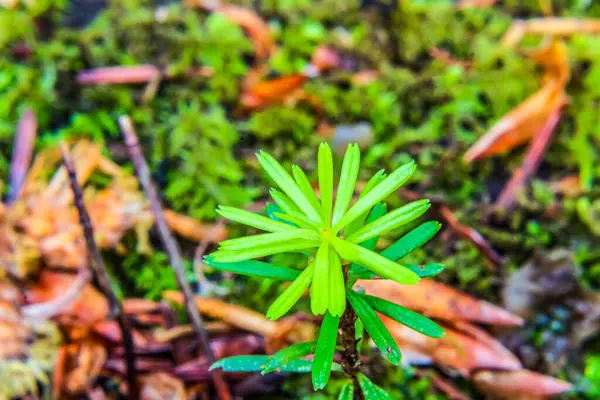 Yeşil yosun zeminde