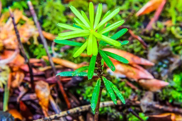 Ormanda yeşil yosun