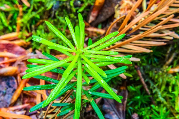 Ormandaki yeşil bir yaprağa yaklaş.