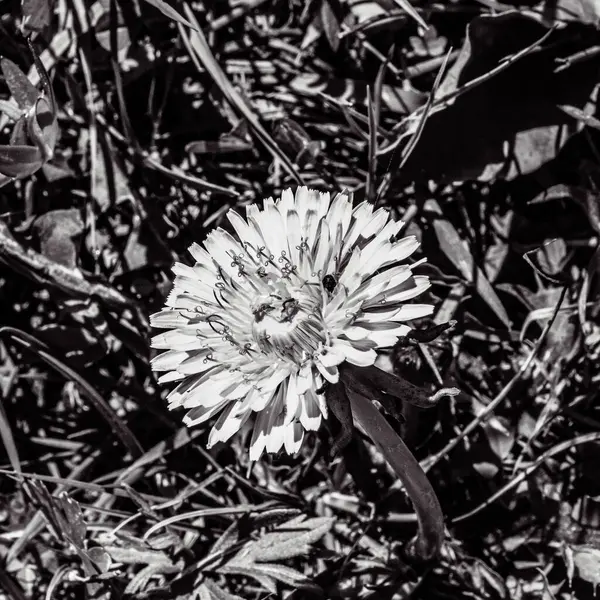 Bahçedeki güzel çiçekler