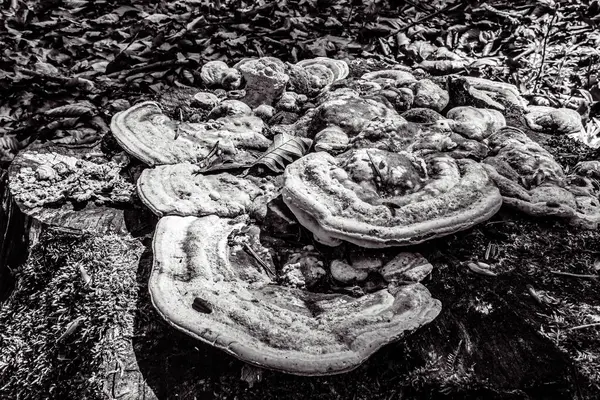 Ormanda mantar, siyah ve beyaz