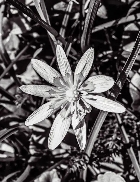 Bahçedeki beyaz çiçek