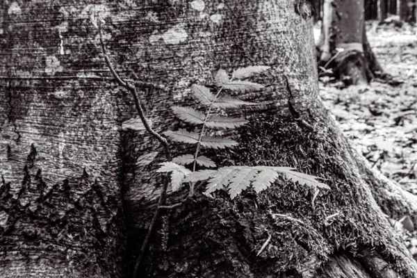 Ağaç gövdesi, kabuk,