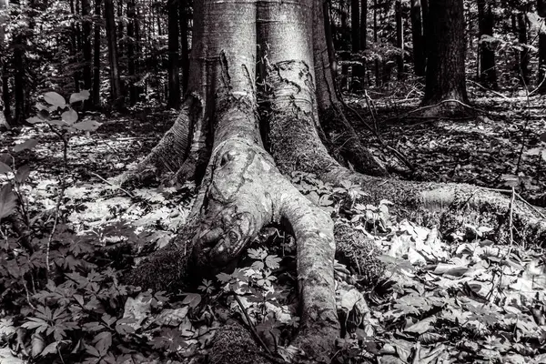 Ormandaki ağaç kökleri, doğa bitki örtüsü.