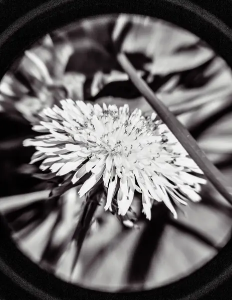 Çiçek yaprakları makro fotoğrafçılık soyut ve dokulu