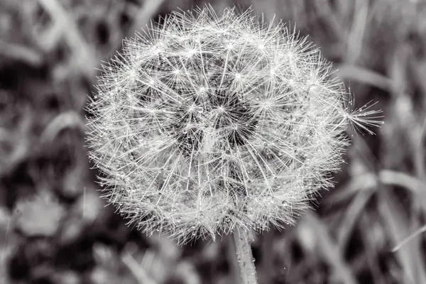 Karahindiba çiçeği yaklaş..