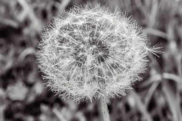 Yeşil yapraklı arkaplanda karahindiba çiçeği