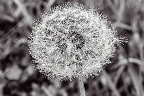 Çimlerde karahindiba