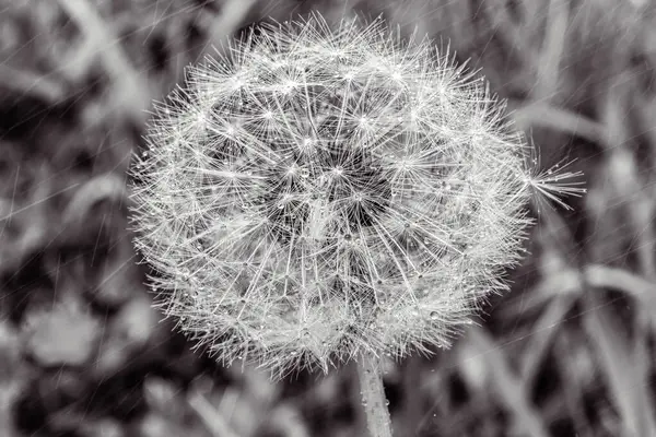 Siyah beyaz karahindiba tohumları