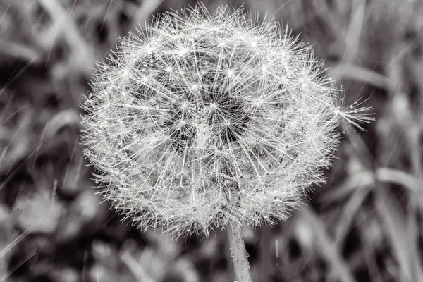 Karahindiba tohumları yakın