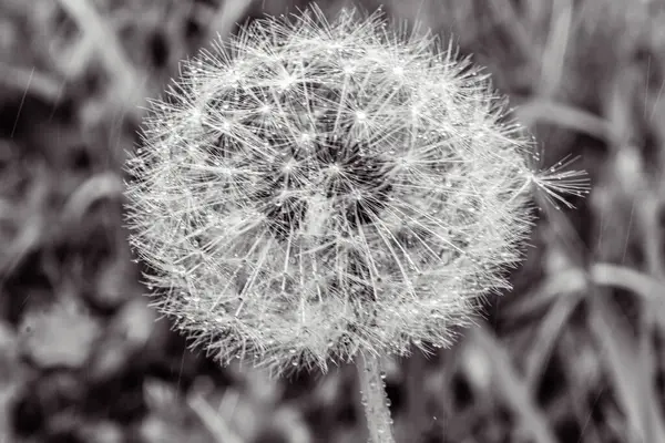 Çimlerde karahindiba tohumları