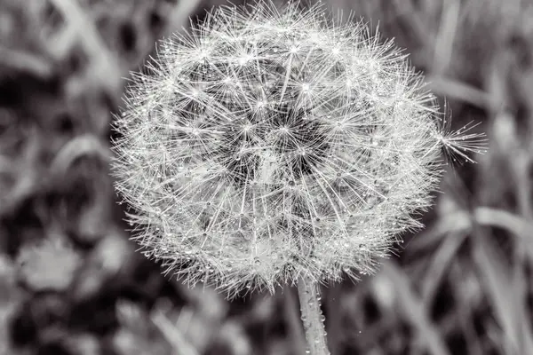 Kara arka planda karahindiba tohumları. Kapat - kapat.