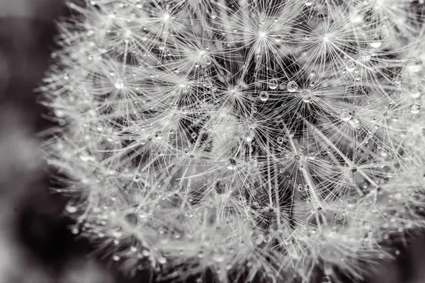 Bir tarlada karahindiba tohumu. makro çekim