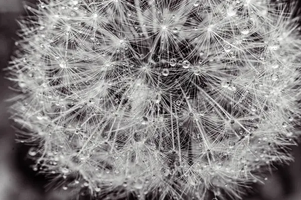 Makroda karahindiba tohumları yakın çekim