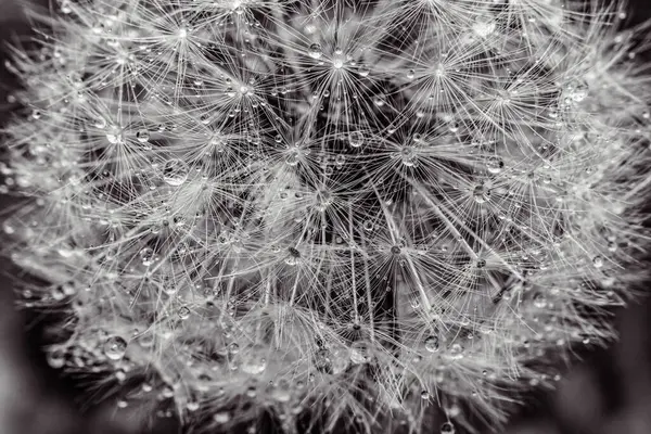 Güzel karahindiba çiçeğinin yakın görüntüsü.