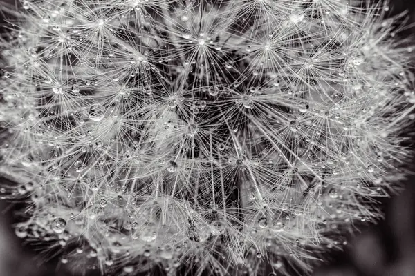 Karahindibaya yakın.