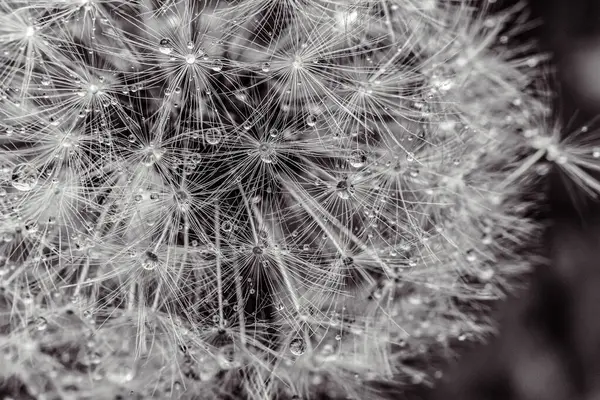 Tohumlu karahindibayı kapat.