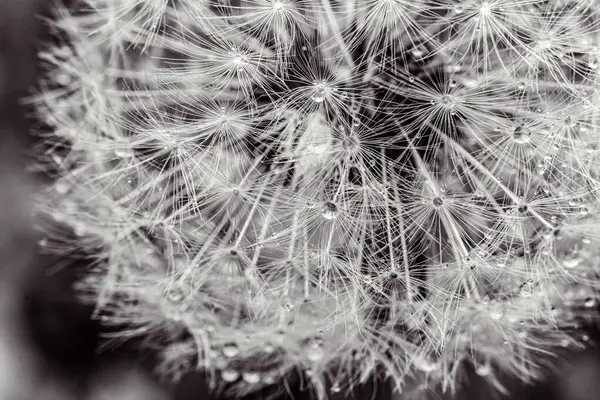 Kara arkaplanda karahindiba tohumlarını kapat