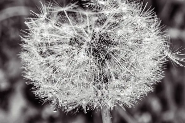 çim Karahindiba çiçeği