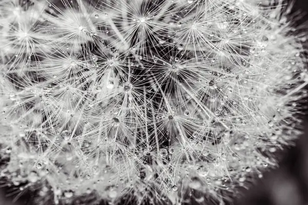 Beyaz arkaplanı olan karahindiba tohumları.