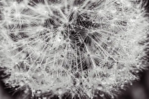 Karahindiba tohumlarını kapatın..