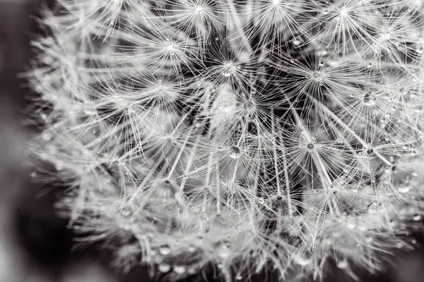 Kara arka planda tohumları olan karahindiba.