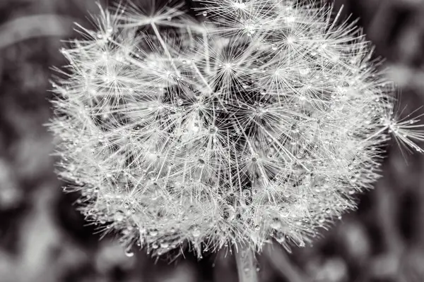 Siyah arka planda güzel bir karahindiba çiçeği