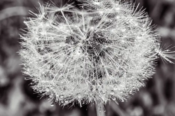 Karahindiba çiçeği yaklaş.