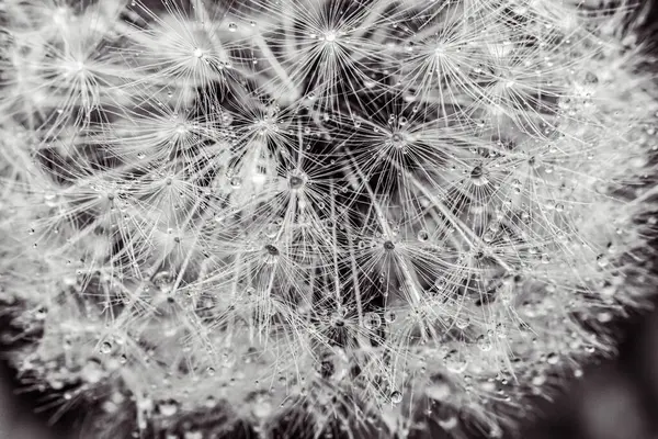 Beyaz arka planda karahindiba tohumları