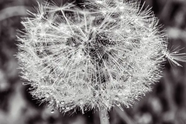 Siyah beyaz karahindiba tohumları