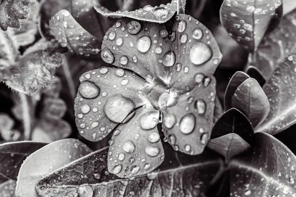 bir bitkinin çiçeğinin siyah beyaz fotoğrafı