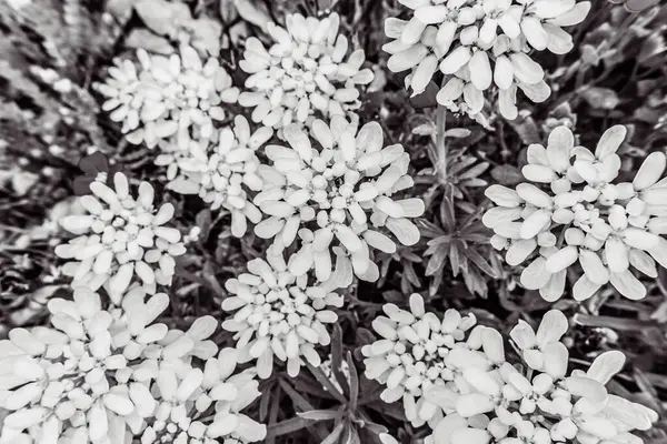 beautiful spring flowers on the background of the forest