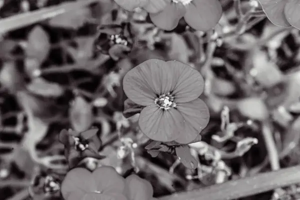 Güzel botanik fotoğrafı, doğal duvar kağıdı.