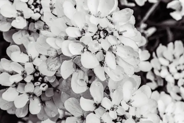 Bahçede açan çiçekler, çiçek arkaplanı.